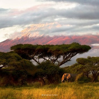 Kilimanjaro de fondo. Foto: Marina Cano
